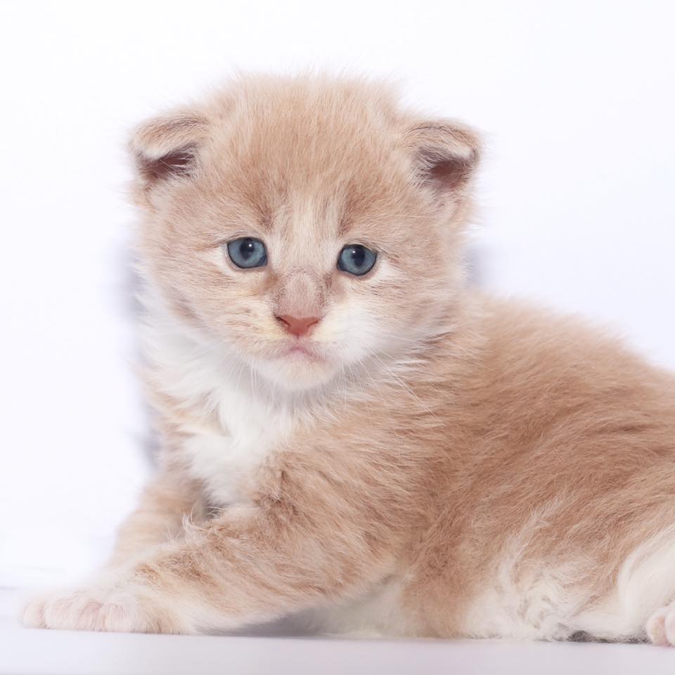 maine-coon-kitten ⋆ Sassy Koonz Maine Coon Cattery maine coon kitten