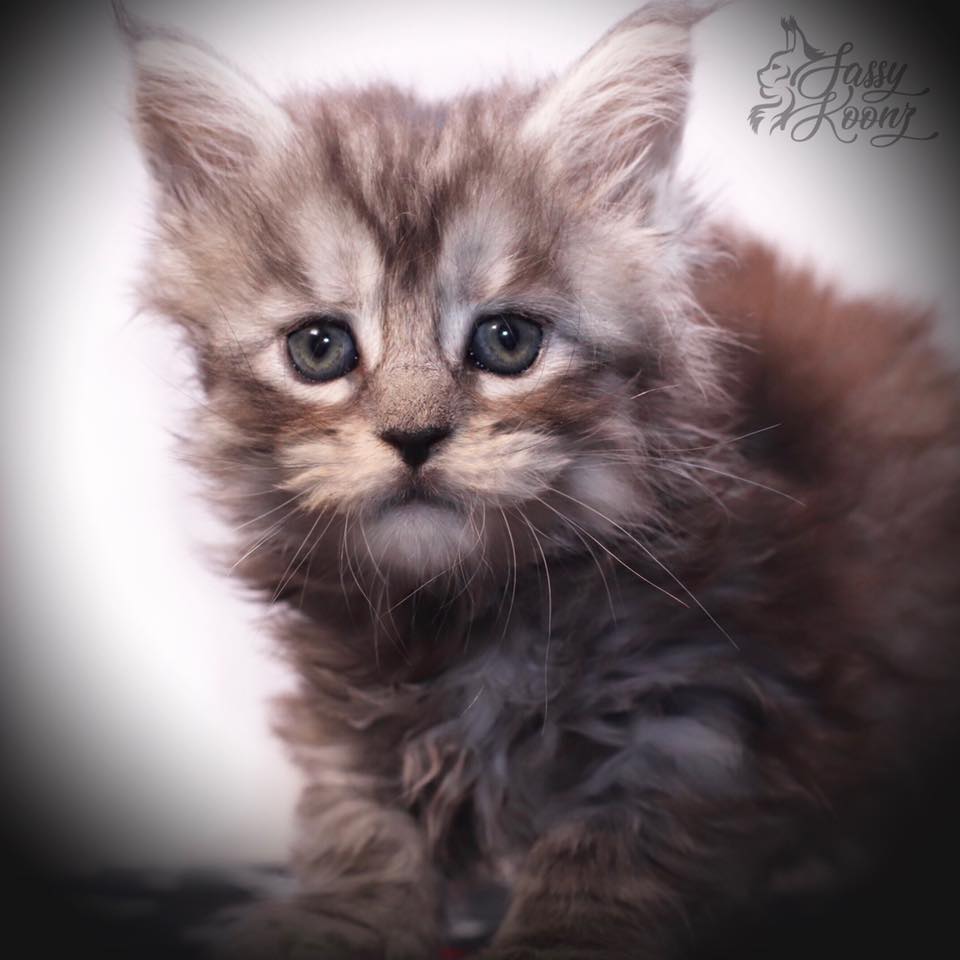 maine-coon-kitten-for-sale-rhapsody ⋆ Sassy Koonz Maine Coon Cattery maine coon kitten for sale rhapsody