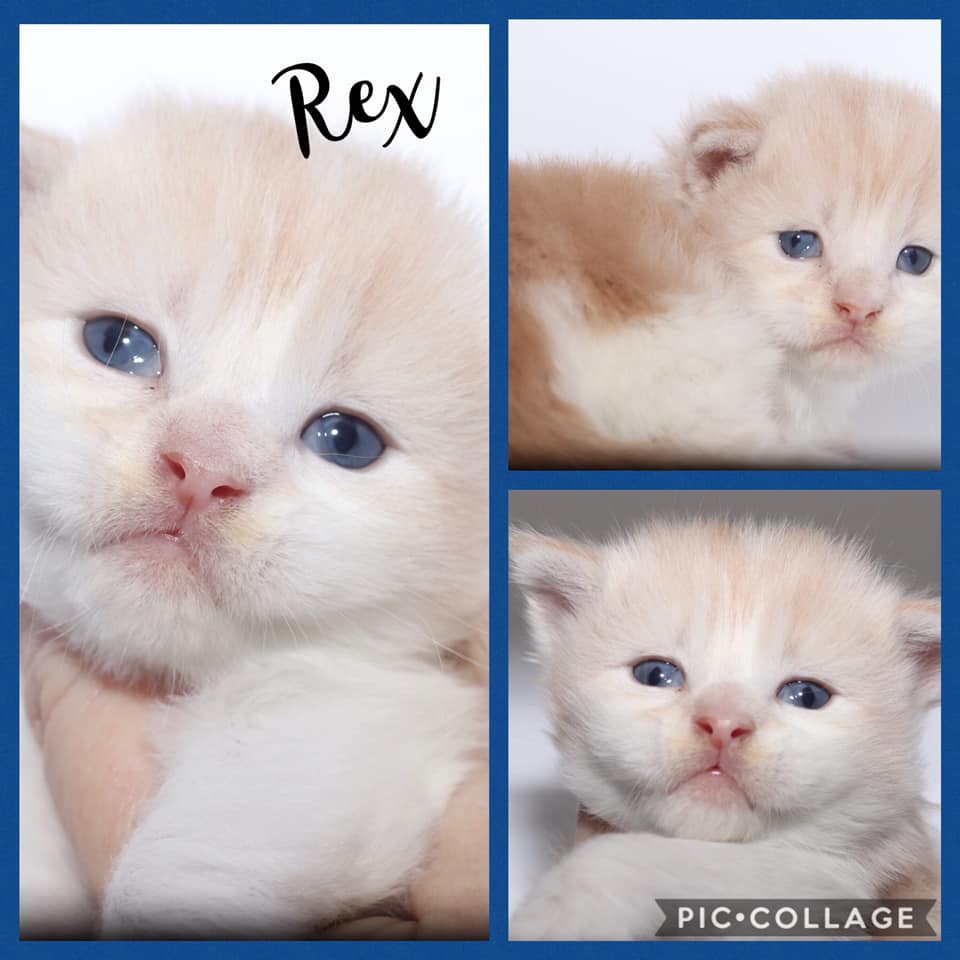 maine-coon-kitten ⋆ Sassy Koonz Maine Coon Cattery maine coon kitten