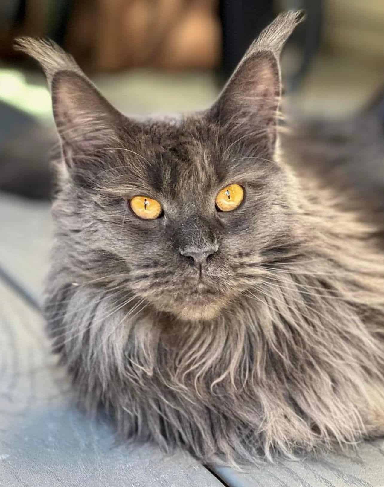 maine-coon-kittens-for-sale-05-24-01 ⋆ Sassy Koonz Maine Coon Cattery maine coon health blue smoke cat