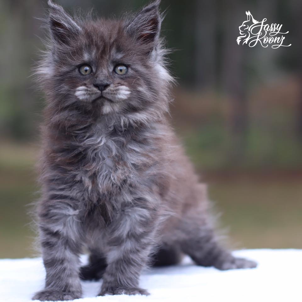 black smoke maine coon kitten outdoor background