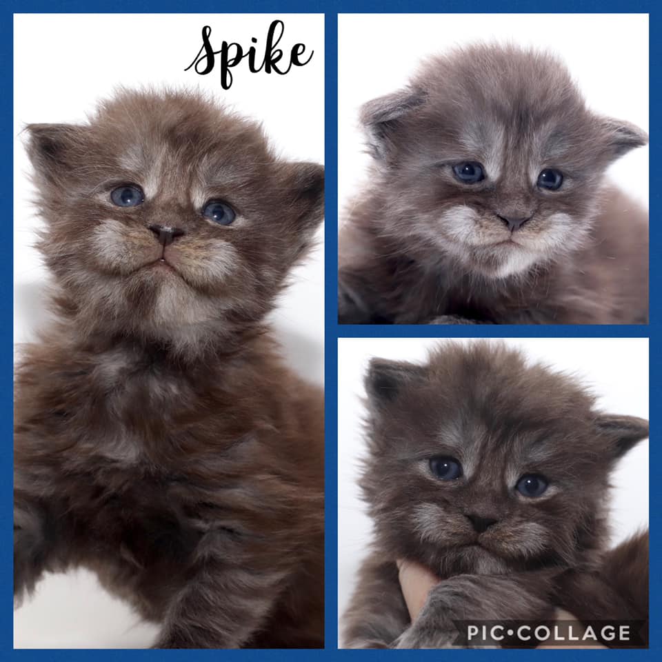 maine-coon-kittens-for-sale-05-31-03 ⋆ Sassy Koonz Maine Coon Cattery maine coon kittens for sale