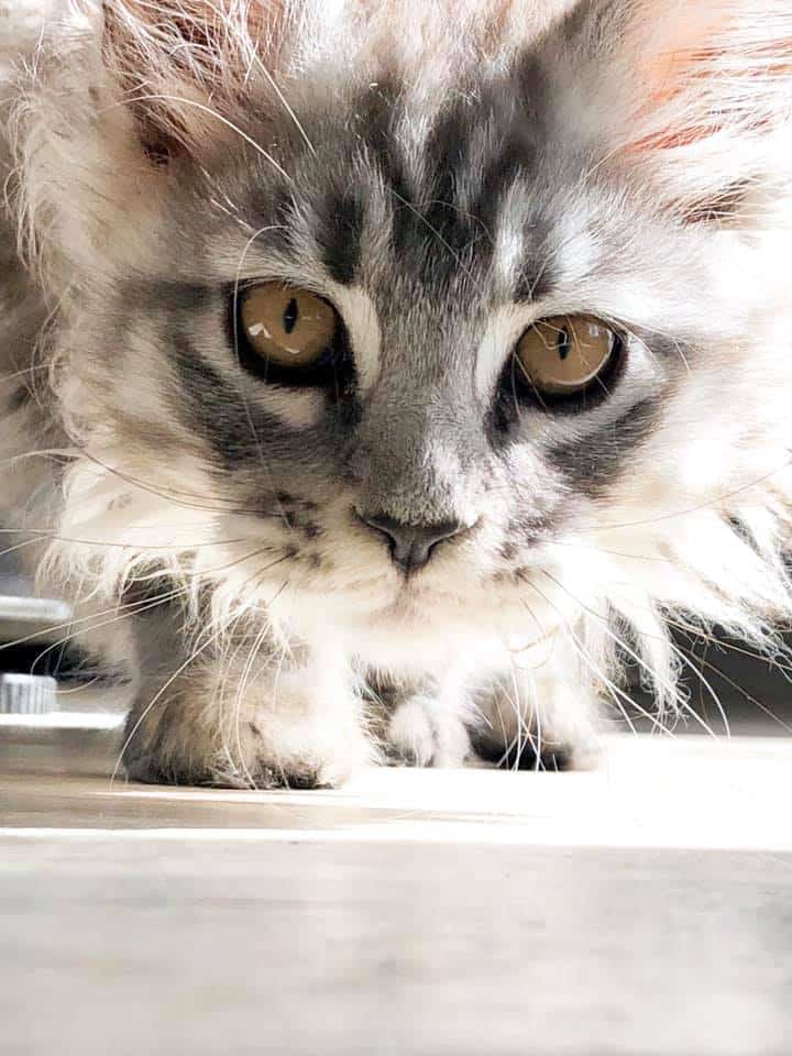 maine-coon-kittens-texas ⋆ Sassy Koonz Maine Coon Cattery maine coon kitten named rhapsody, silver tabby, from sassy koonz, close up shot