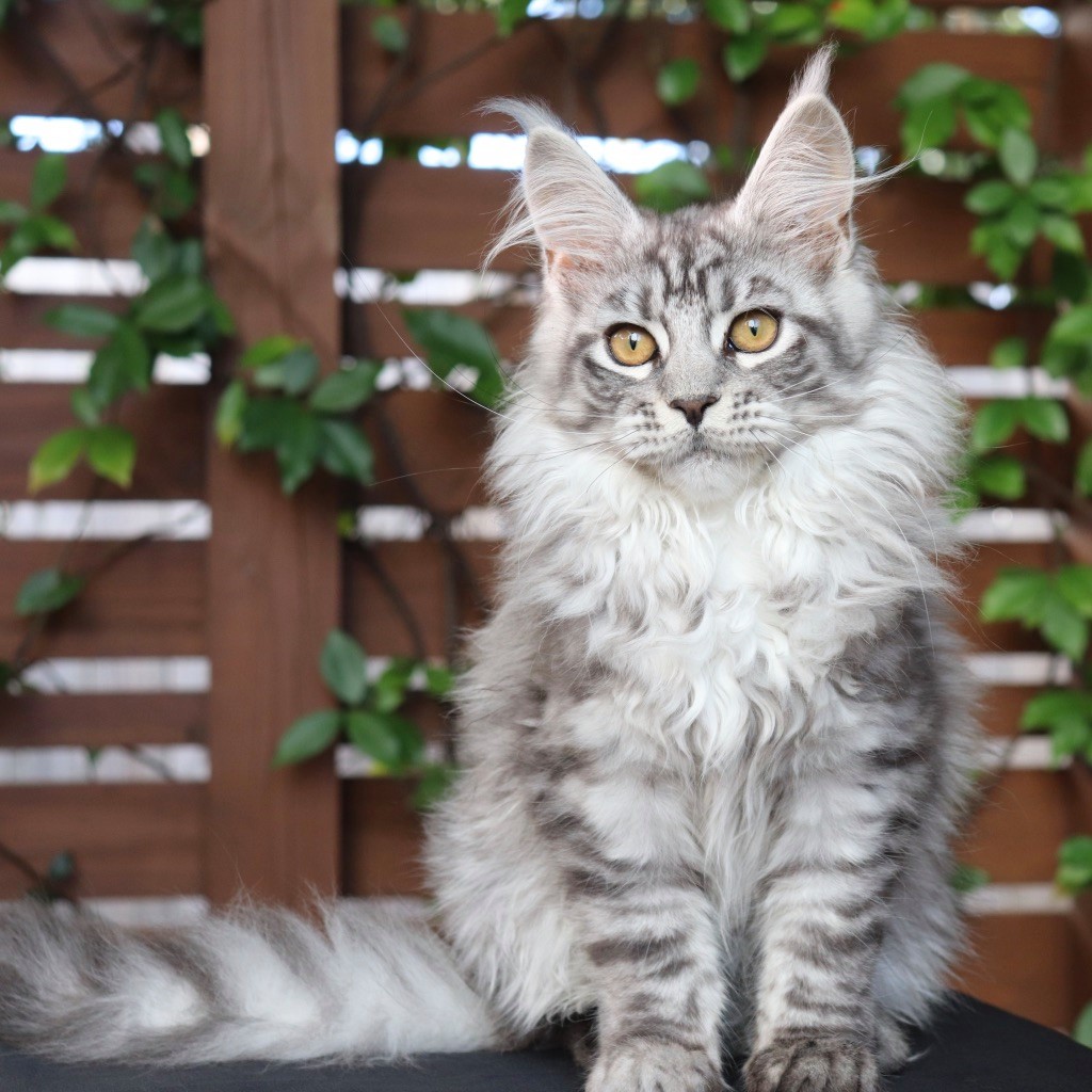 rhapsody, a silver maine coon kitten from sassy koonz