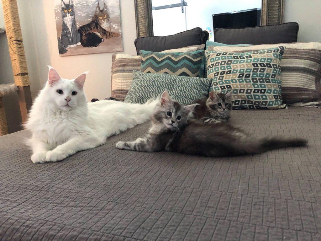 maine coon lifespan