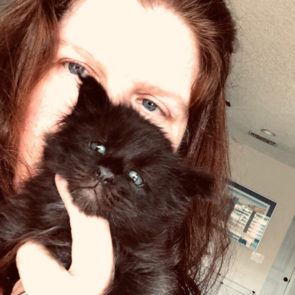 Tracy and Freddie Socializing ⋆ Sassy Koonz Maine Coon Cattery tracy socializing black maine coon kitten