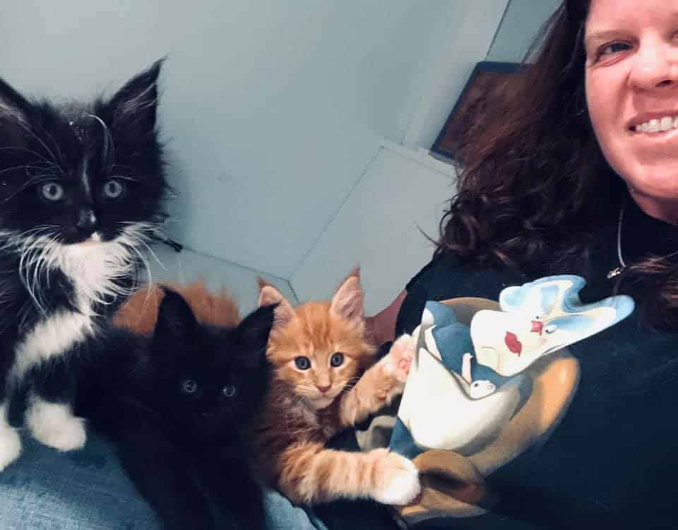 how to socialize a kitten