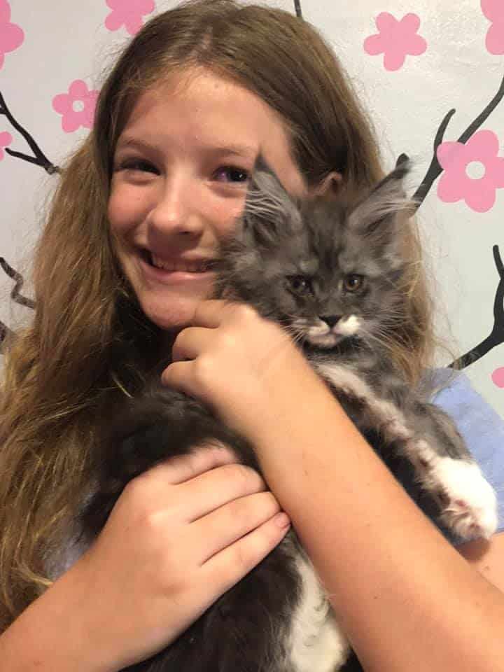 introducing kitten to children