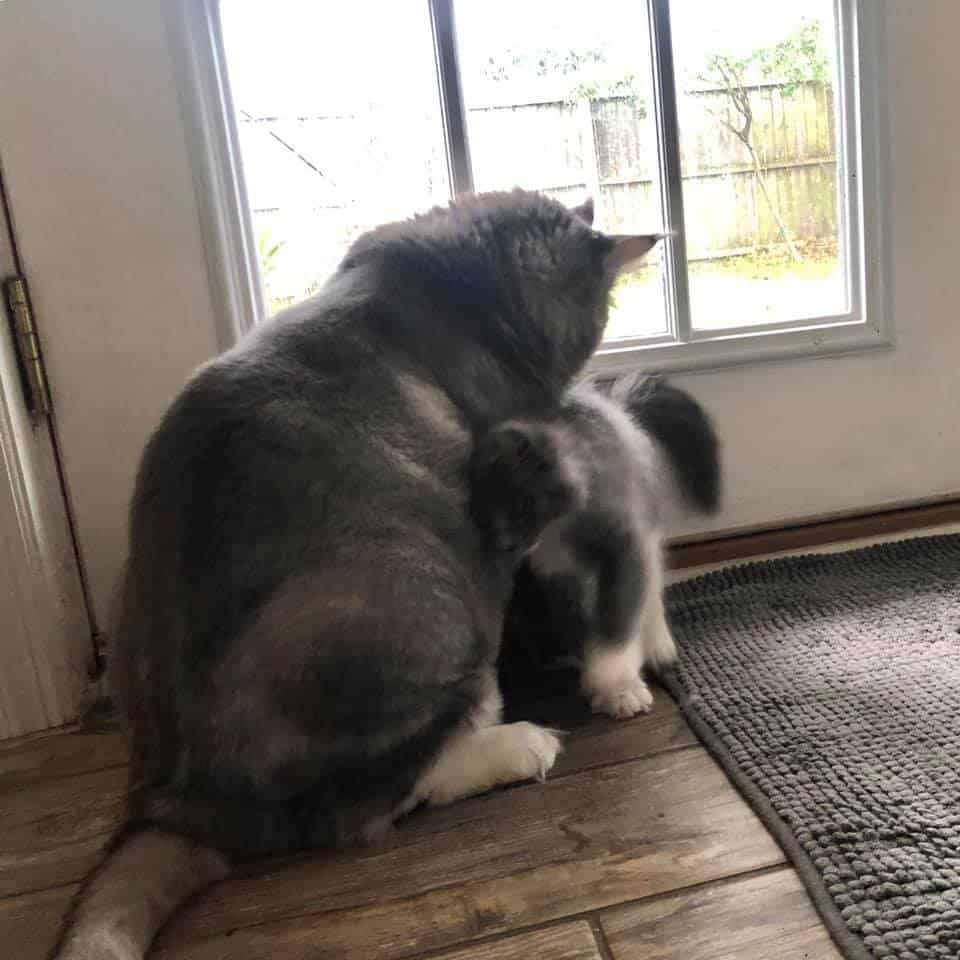introducing kitten to other cat