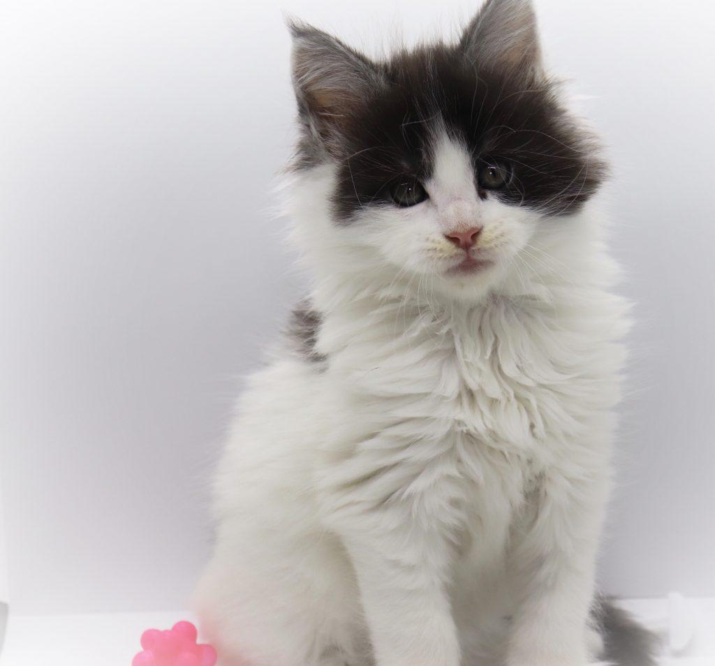 Dimebag - 7 weeks old ⋆ Sassy Koonz Maine Coon Cattery bicolor maine coon