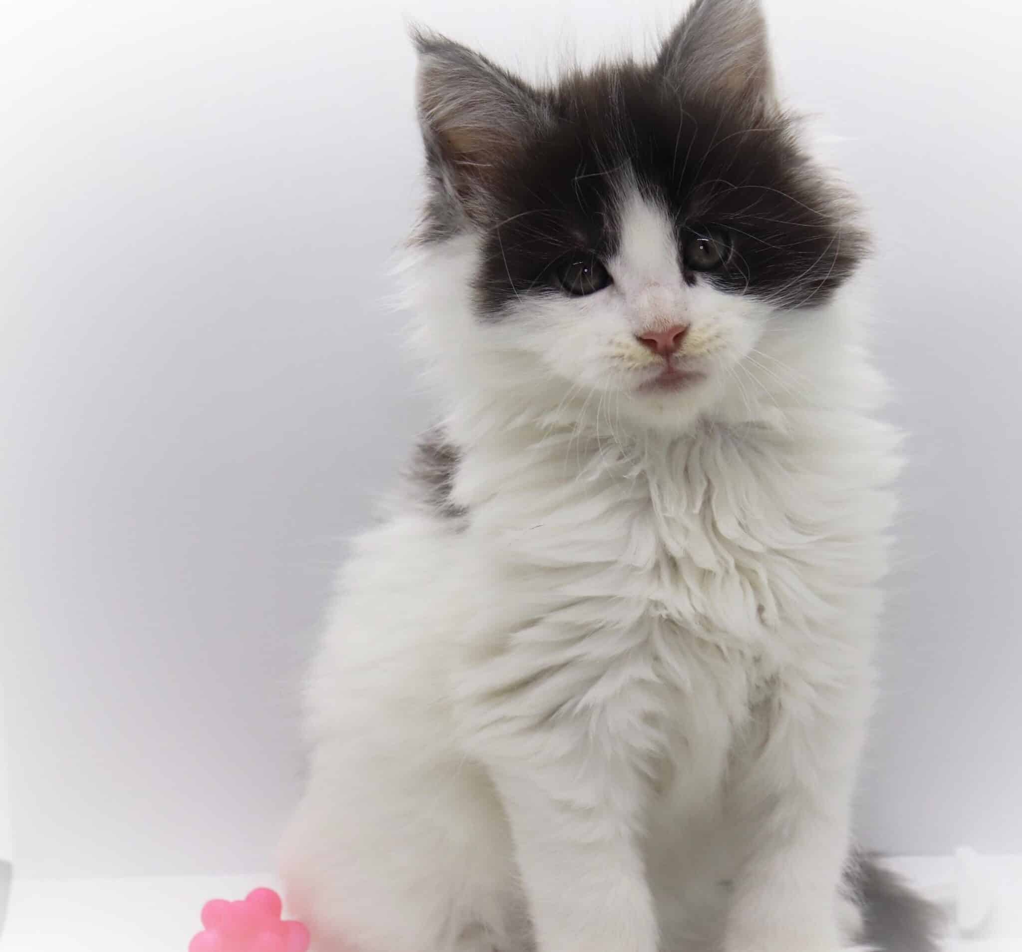 Dimebag - 7 weeks old ⋆ Sassy Koonz Maine Coon Cattery bicolor maine coon