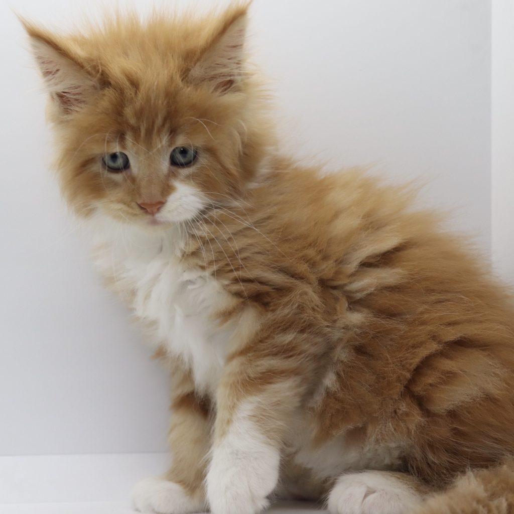 Cowboy - 7 Weeks old ⋆ Sassy Koonz Maine Coon Cattery red tabby white maine coon