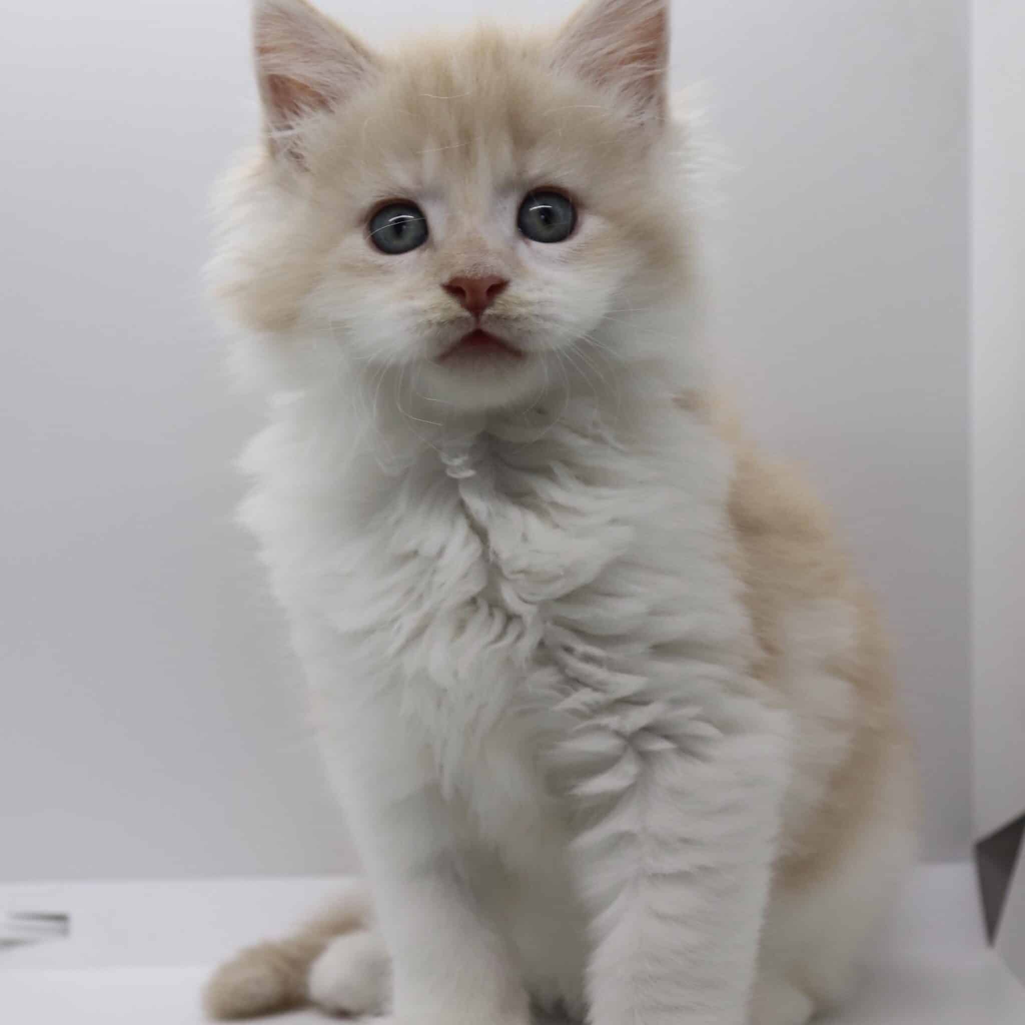 Rex - 7 Weeks old ⋆ Sassy Koonz Maine Coon Cattery cream smoke white maine coon