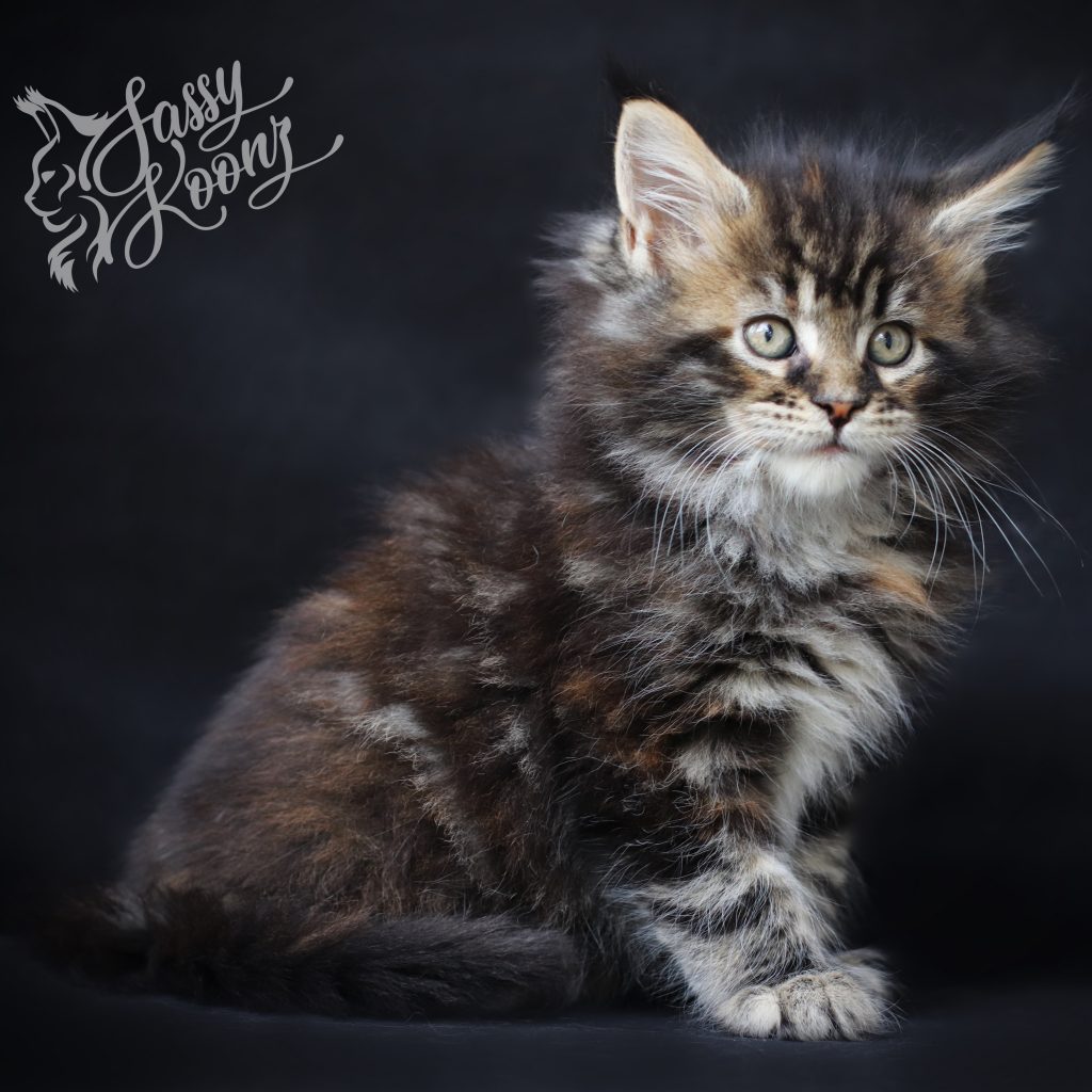 Clover ⋆ Sassy Koonz Maine Coon Cattery Maine coon kittens for sale