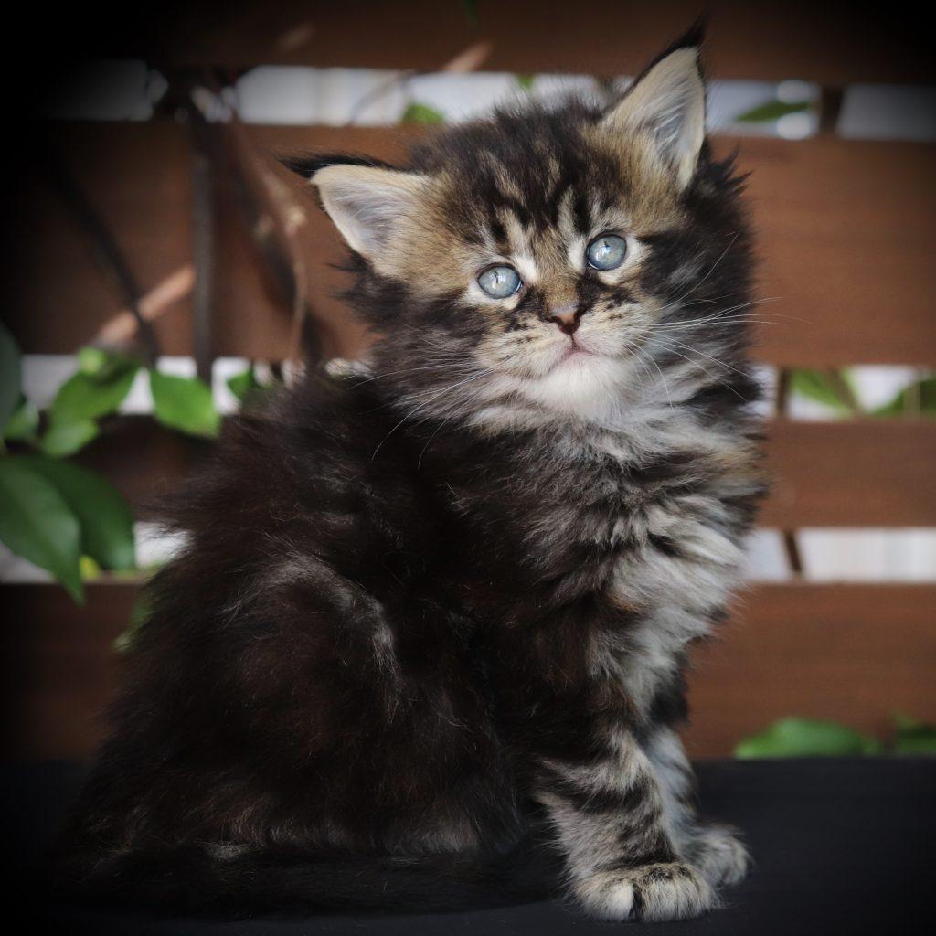 Clover ⋆ Sassy Koonz Maine Coon Cattery Maine coon cat for sale