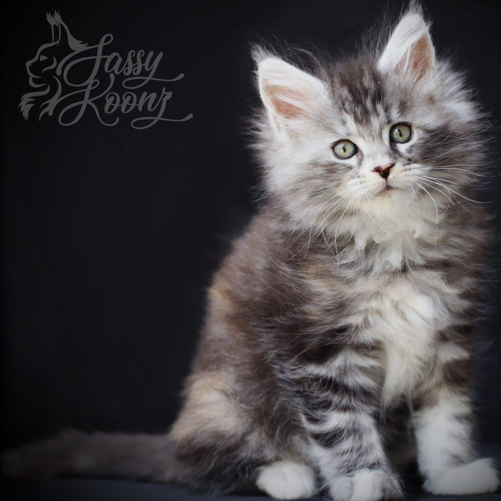 Crimson ⋆ Sassy Koonz Maine Coon Cattery Maine coon breeder Florida