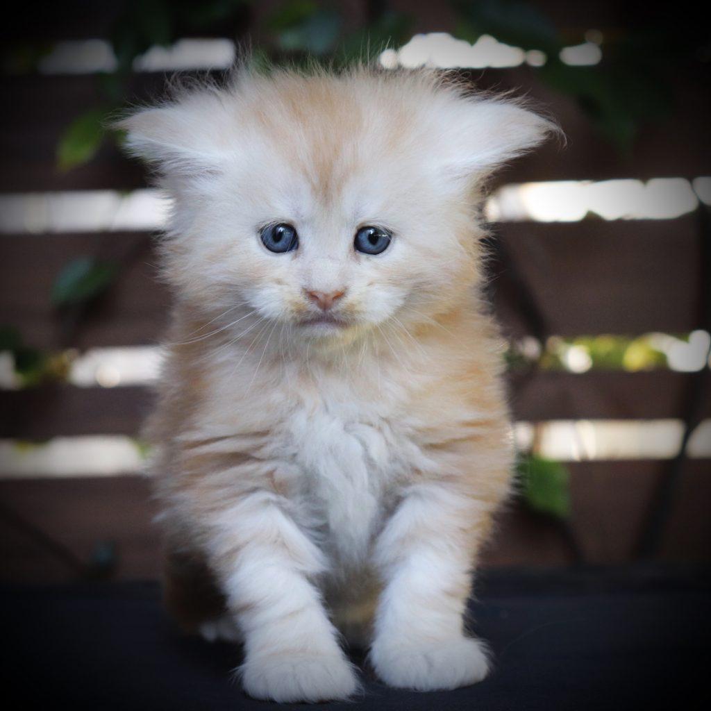 Jett ⋆ Sassy Koonz Maine Coon Cattery Maine coon kittens for sale