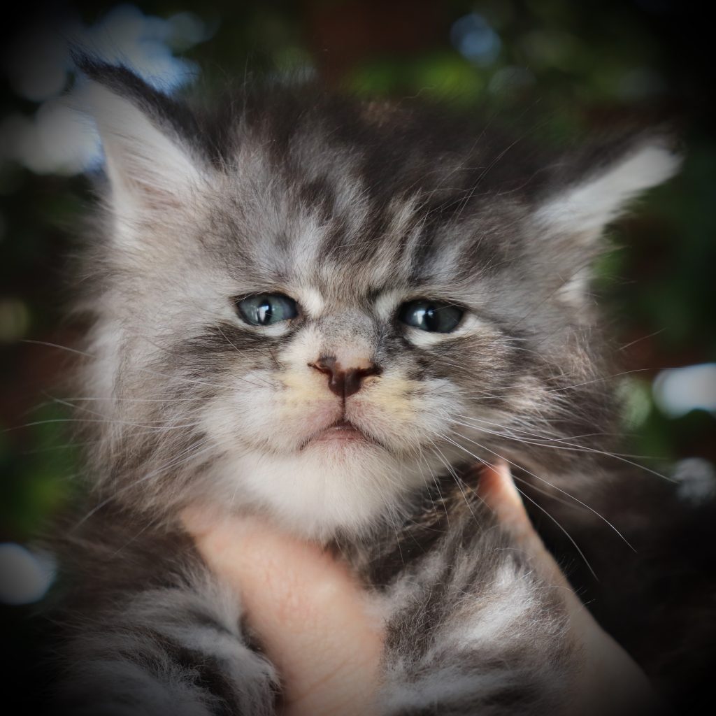 Crimson ⋆ Sassy Koonz Maine Coon Cattery Maine coon Florida