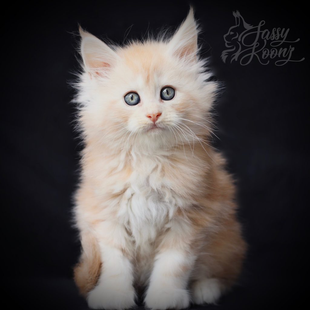 Jett 8 weeks ⋆ Sassy Koonz Maine Coon Cattery Maine coon kittens for adoption