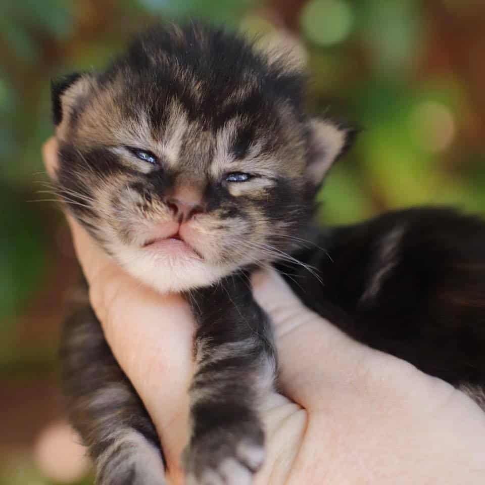 Clover-black-torbie ⋆ Sassy Koonz Maine Coon Cattery maine coon kittens for sale