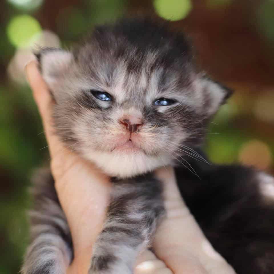 Crimson-Black-Silver-Torbie ⋆ Sassy Koonz Maine Coon Cattery maine coon cat for sale