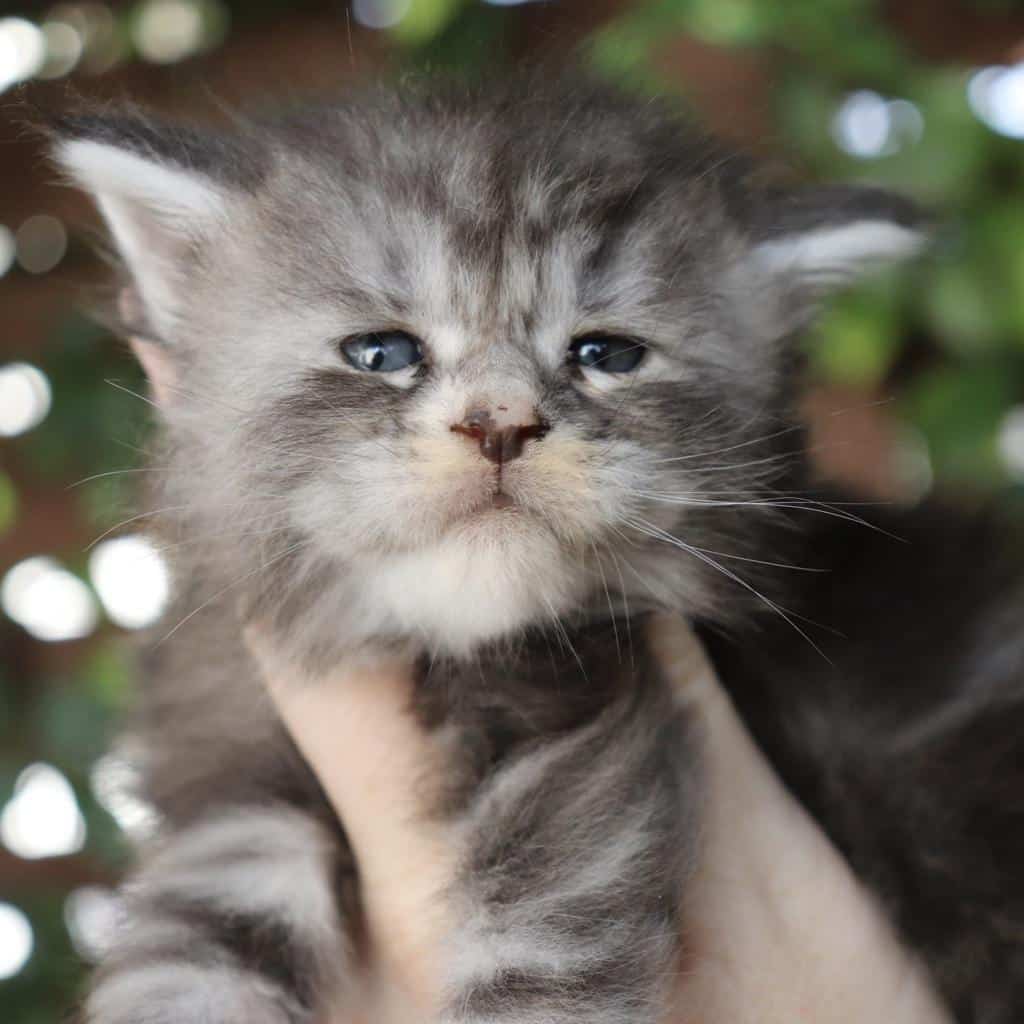 Crimson - 4 Weeks Old ⋆ Sassy Koonz Maine Coon Cattery maine coon kittens