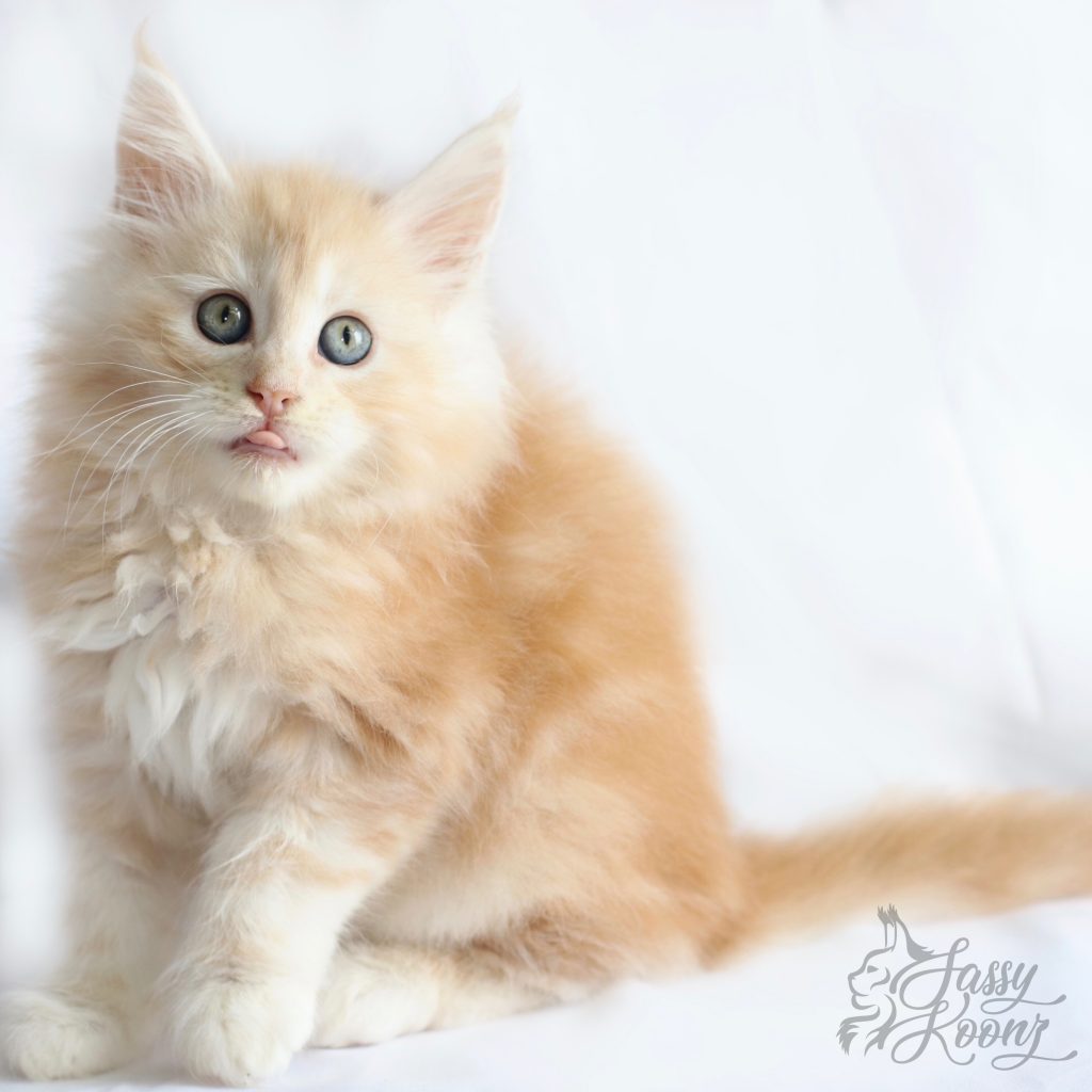 Jett- 9 Weeks old ⋆ Sassy Koonz Maine Coon Cattery maine coon kittens