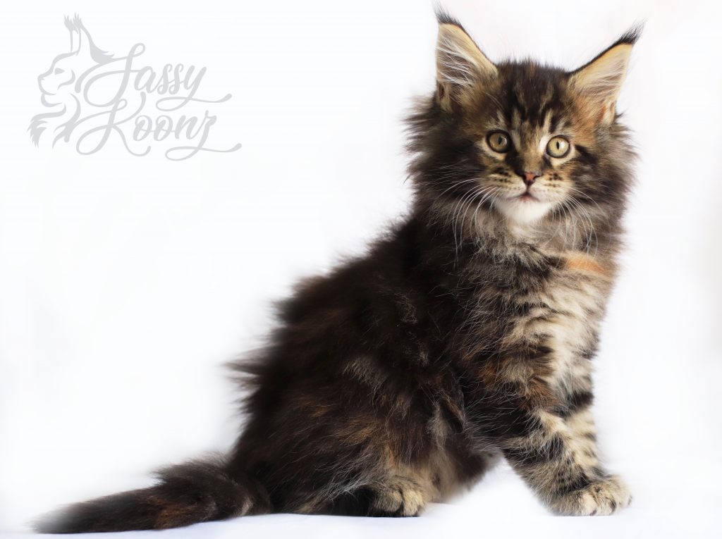 Clover - 9 weeks old ⋆ Sassy Koonz Maine Coon Cattery maine coon kittens