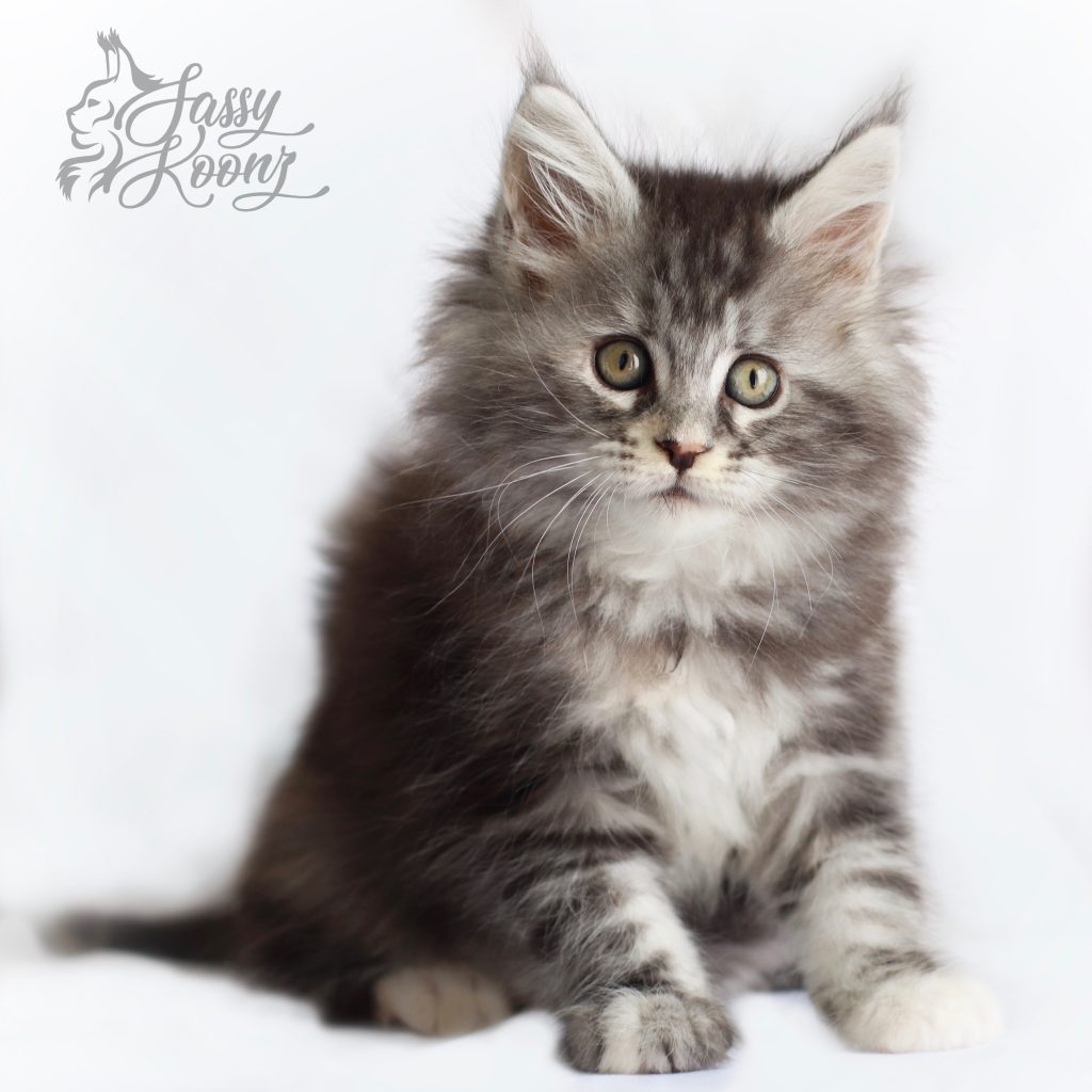 Crimson- 9 Weeks Old ⋆ Sassy Koonz Maine Coon Cattery maine coon kittens