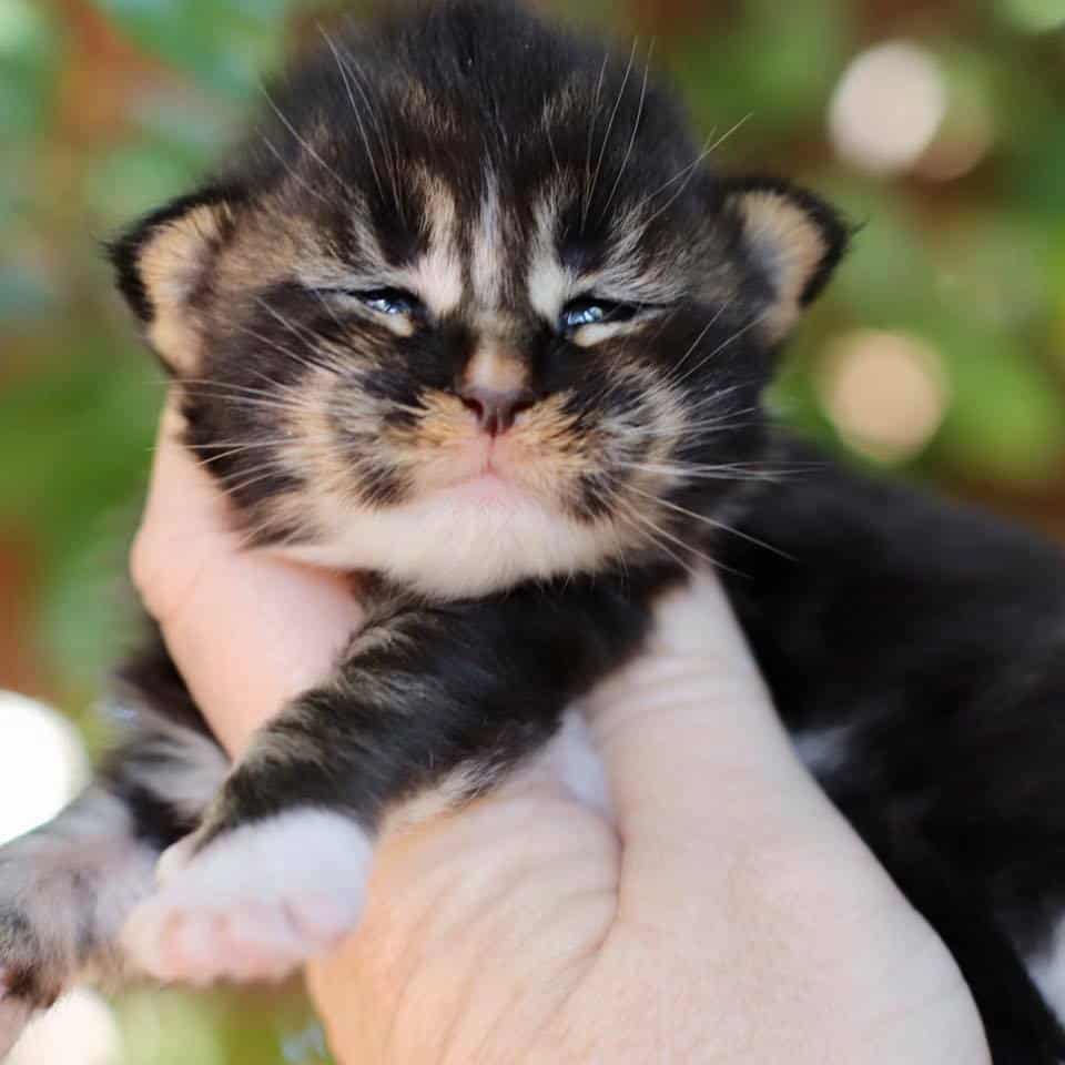Joan-Black-Tabby ⋆ Sassy Koonz Maine Coon Cattery maine coon kitten for sale