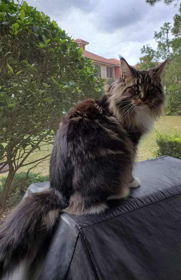 Sassy-Koonz-Joan ⋆ Sassy Koonz Maine Coon Cattery brown tabby maine coon