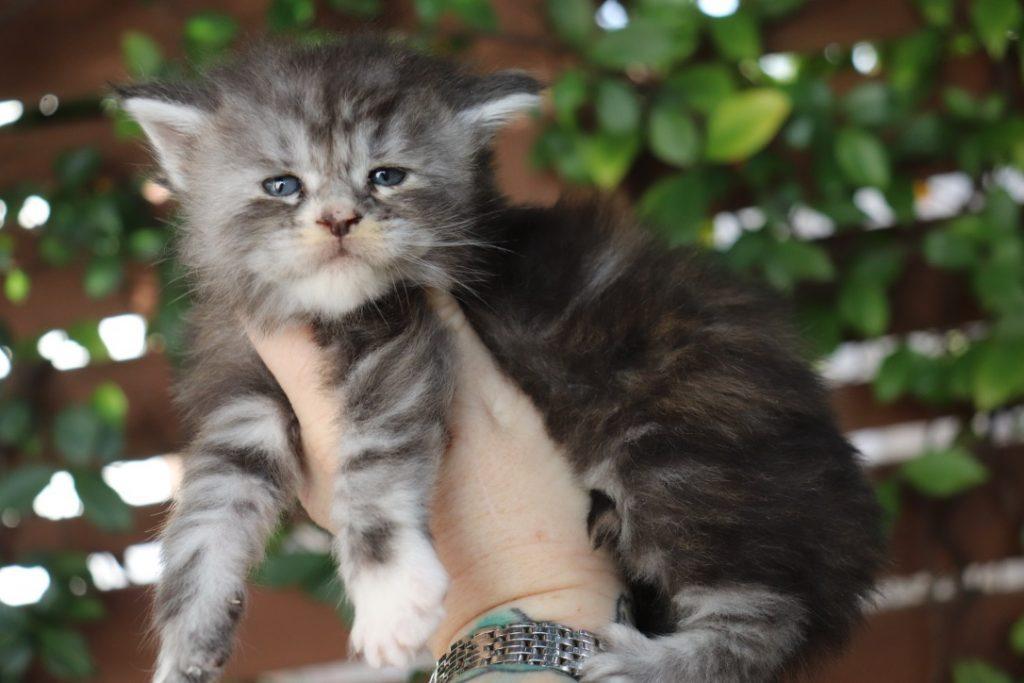 Crimson ⋆ Sassy Koonz Maine Coon Cattery maine coon breeders florida