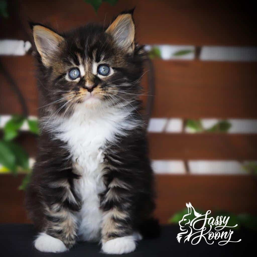 Joan - 6 weeks old ⋆ Sassy Koonz Maine Coon Cattery where to buy a maine coon kitten