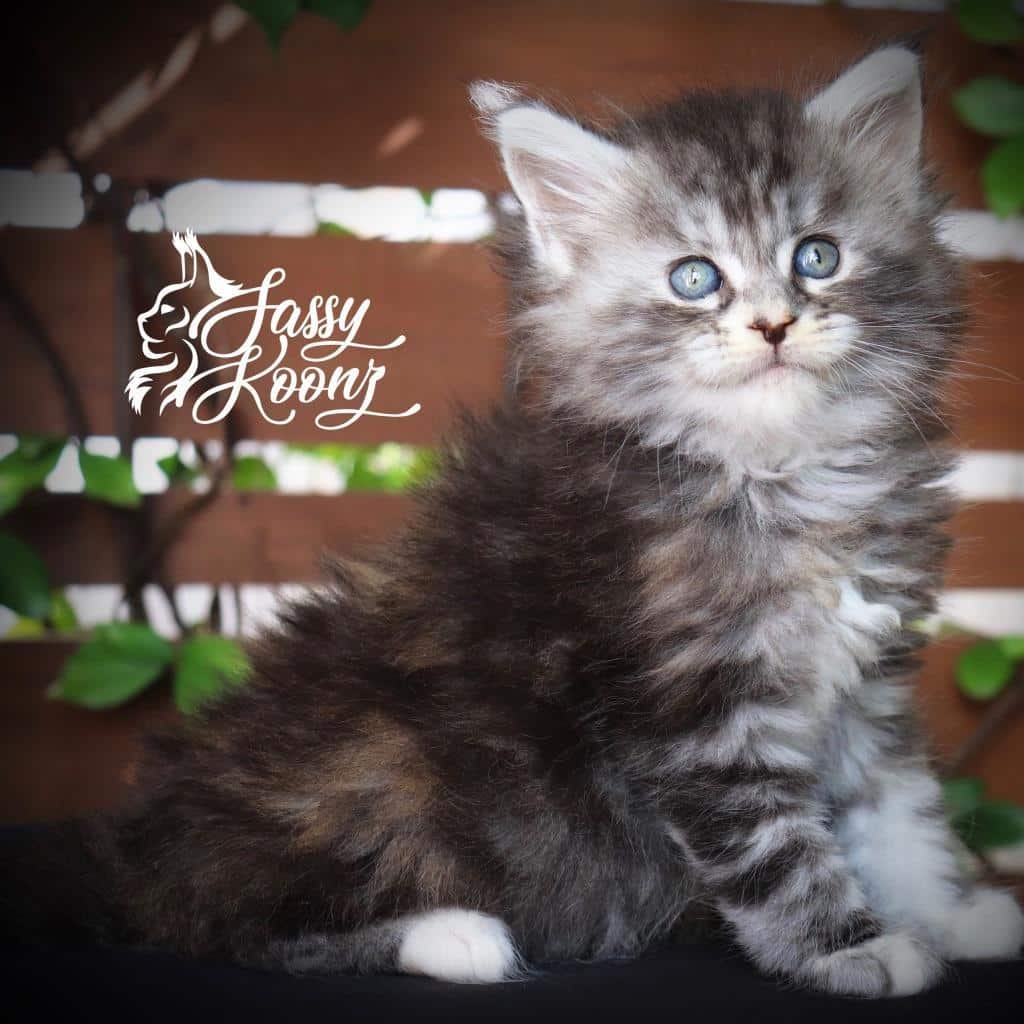 Crimson - 6 Weeks old ⋆ Sassy Koonz Maine Coon Cattery beautiful maine coon kittens for sale