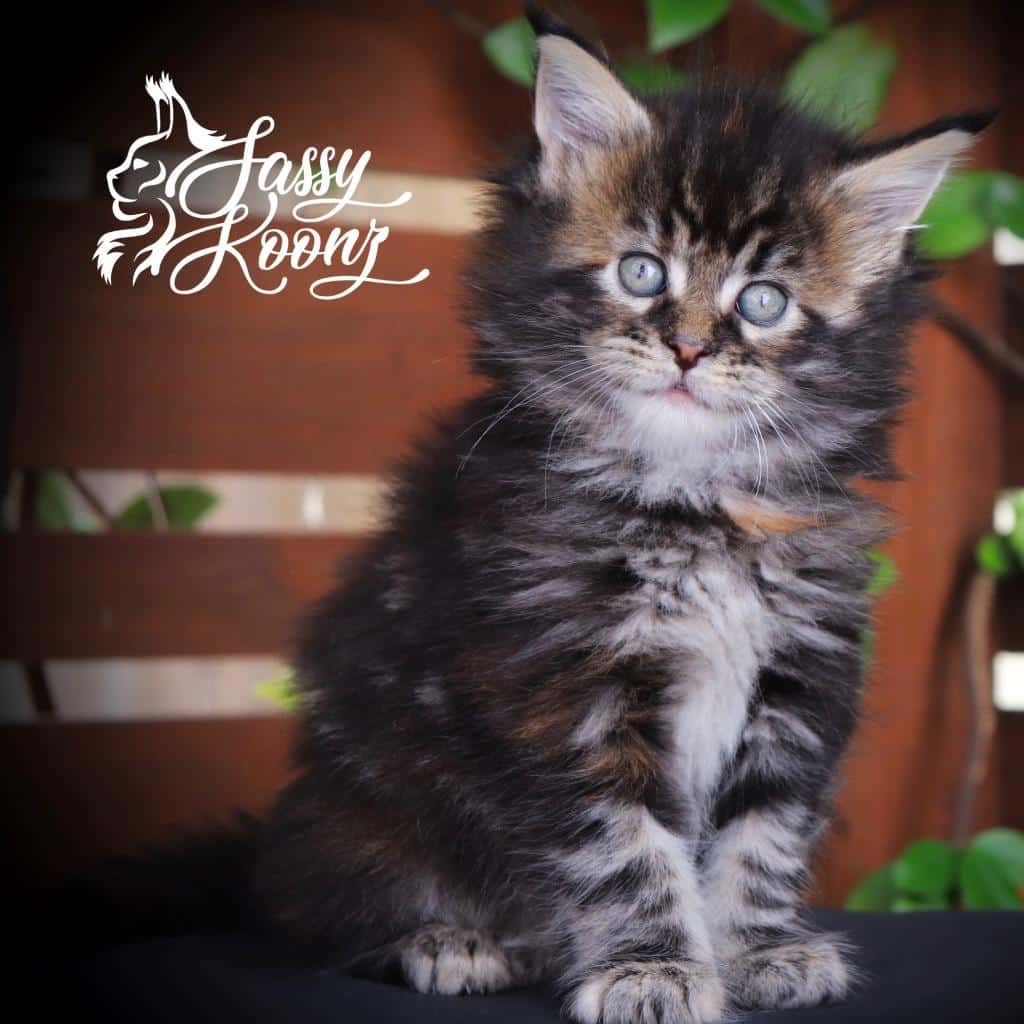 Clover - 6 Weeks old ⋆ Sassy Koonz Maine Coon Cattery maine coon kittens florida