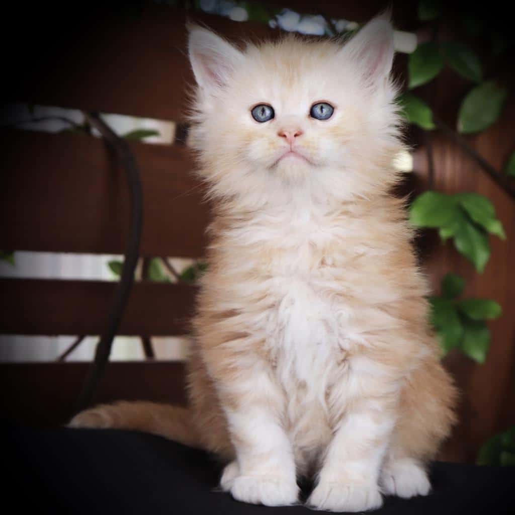 Jett - 6 Weeks old ⋆ Sassy Koonz Maine Coon Cattery Maine Coon breeders in florida