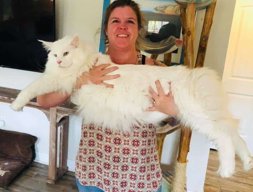 big maine coon