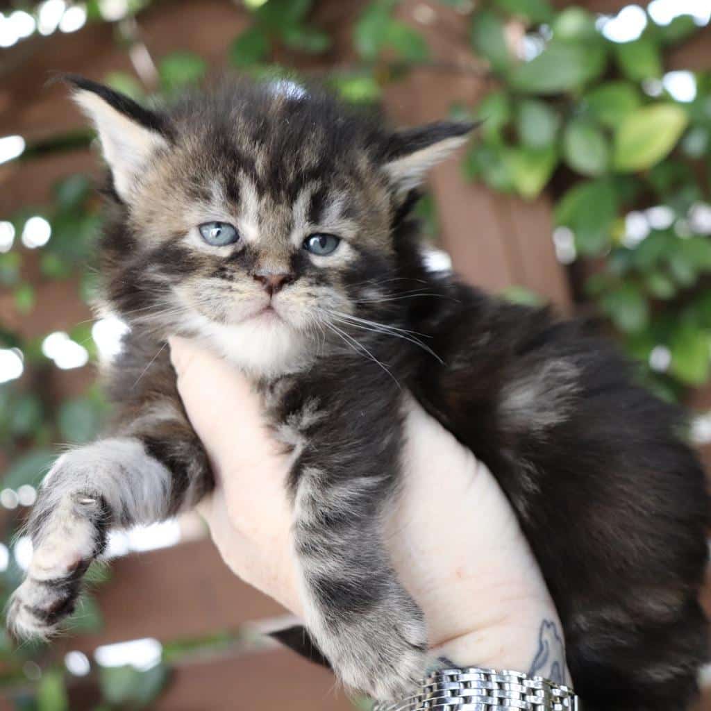 Clover - 4 weeks old ⋆ Sassy Koonz Maine Coon Cattery maine coon kittens for sale