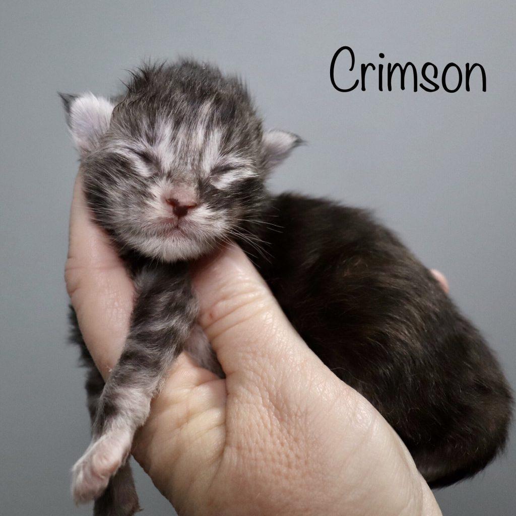 Crimson of Sassy Koonz ⋆ Sassy Koonz Maine Coon Cattery Black silver torbie Maine coon kitten