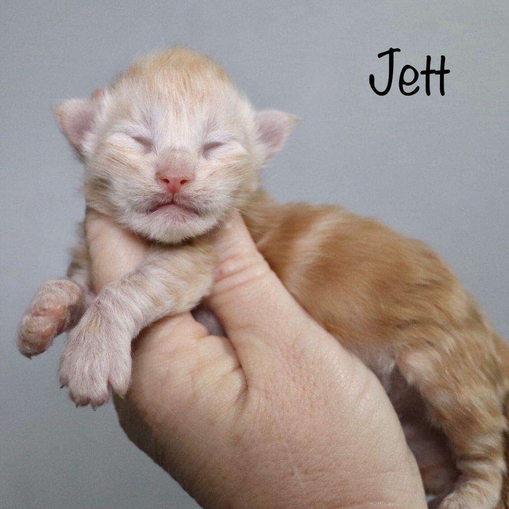 Jett of Sassy Koonz ⋆ Sassy Koonz Maine Coon Cattery Red silver with white Maine coon kitten