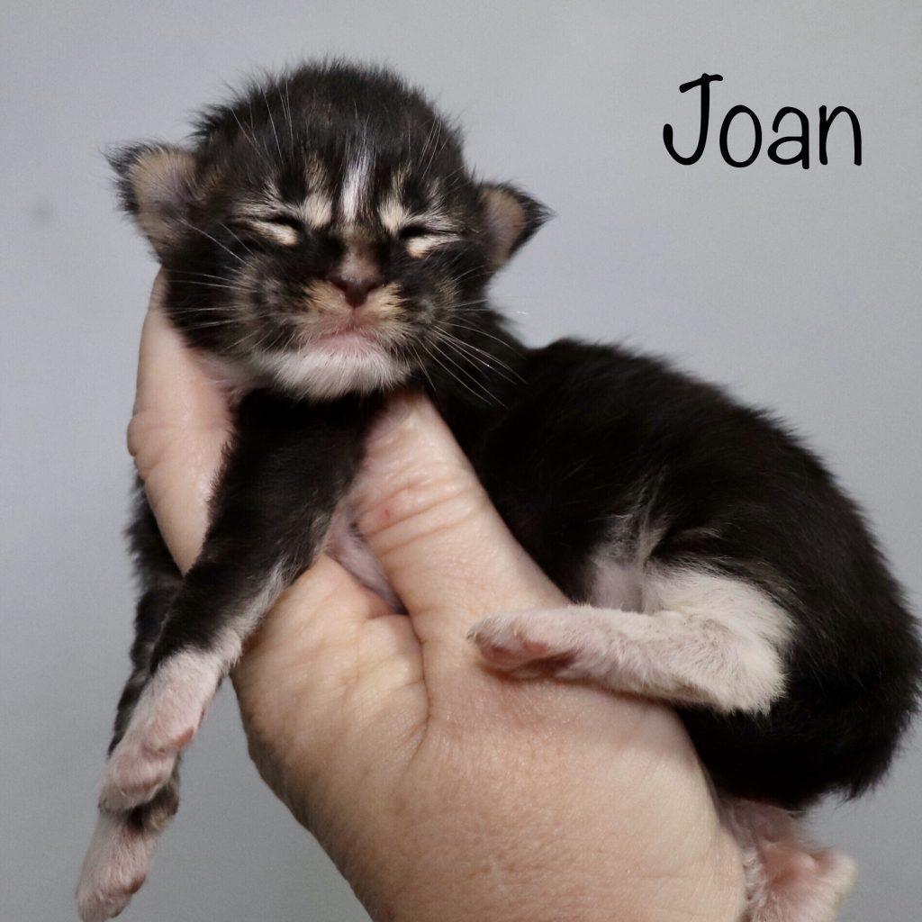 Joan of Sassy Koonz ⋆ Sassy Koonz Maine Coon Cattery Black tabby with white Maine coon kitten