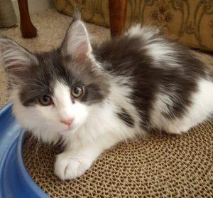 inbound4628911871014378079.jpg ⋆ Sassy Koonz Maine Coon Cattery Maine coon kittens Florida