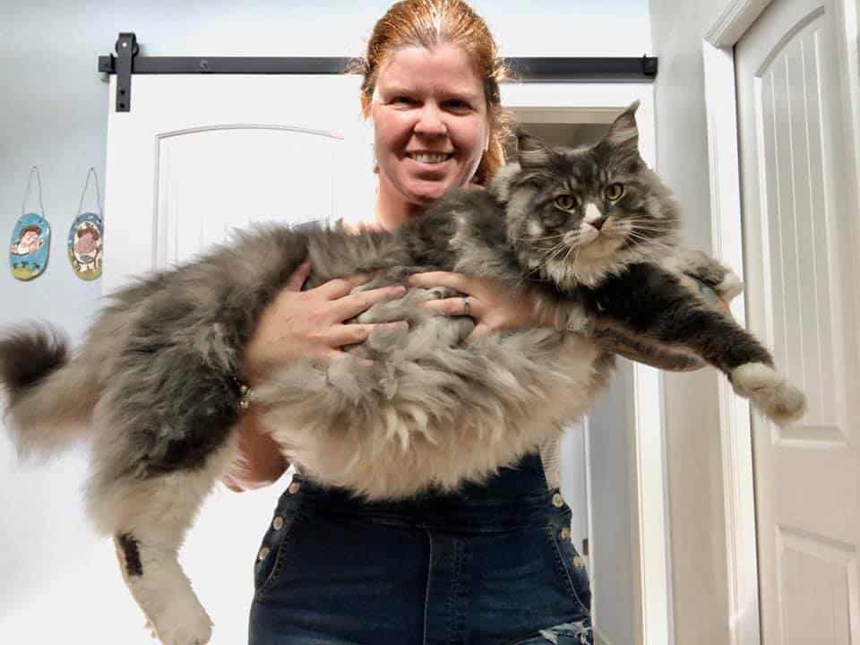 maine coon life expectancy