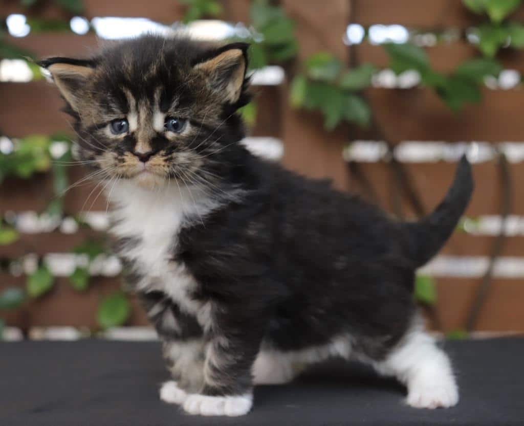 Joan - 4 Weeks Old ⋆ Sassy Koonz Maine Coon Cattery MIne coon kittens for sale
