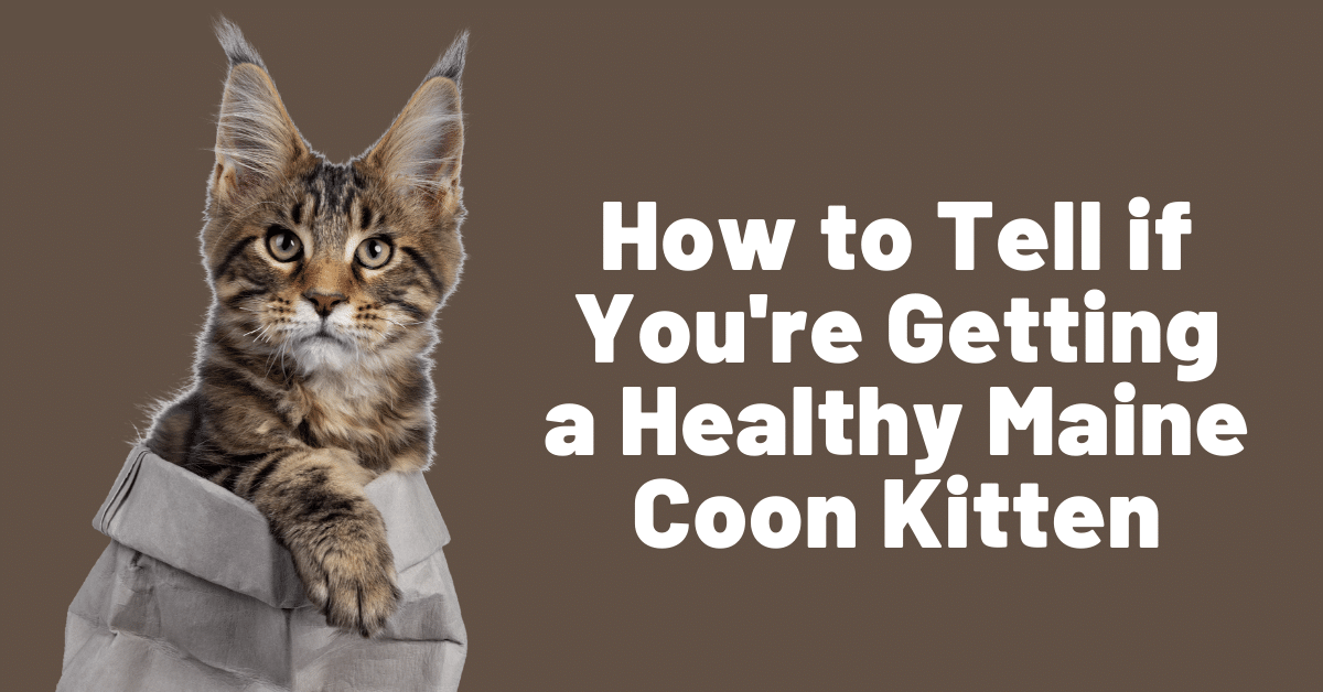 How To Tell If You Re Getting A Healthy Maine Coon Kitten