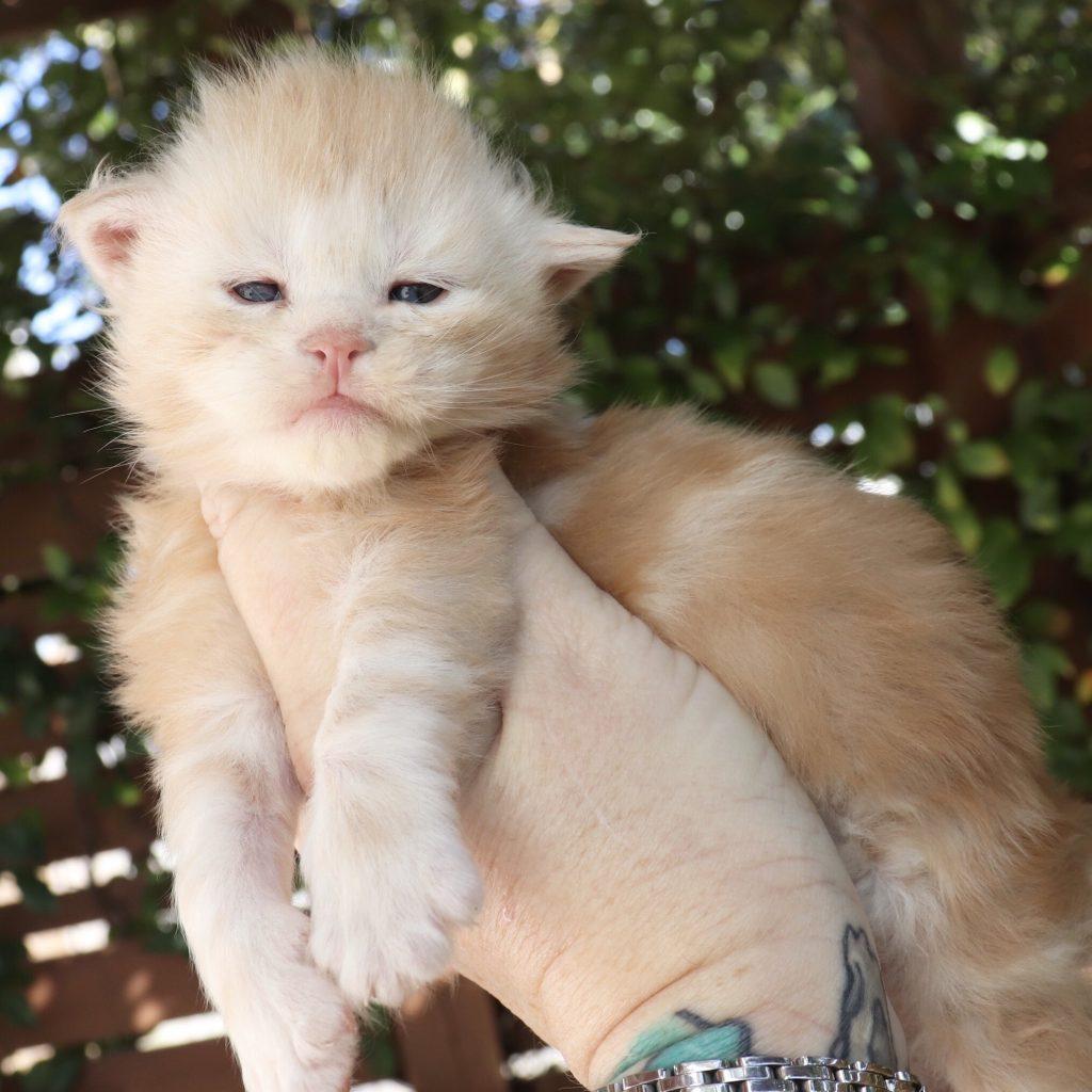 Jett 19 Days Old ⋆ Sassy Koonz Maine Coon Cattery Maine coon kittens for sale