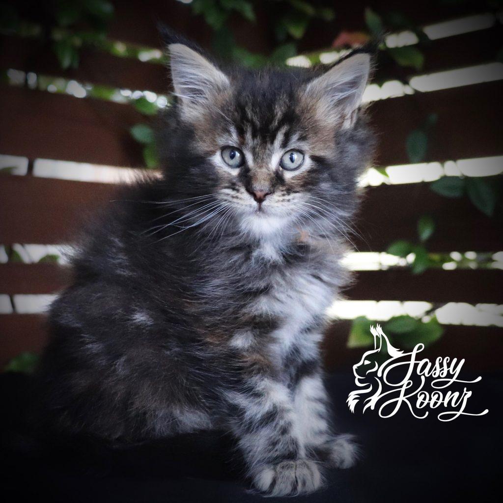 Clover 7 Weeks Old ⋆ Sassy Koonz Maine Coon Cattery Maine coon kittens North Carolina