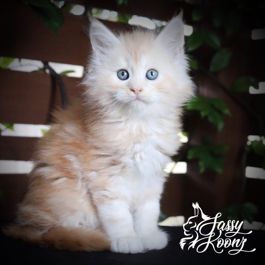 Jett -7 weeks Old ⋆ Sassy Koonz Maine Coon Cattery Maine coon kittens
