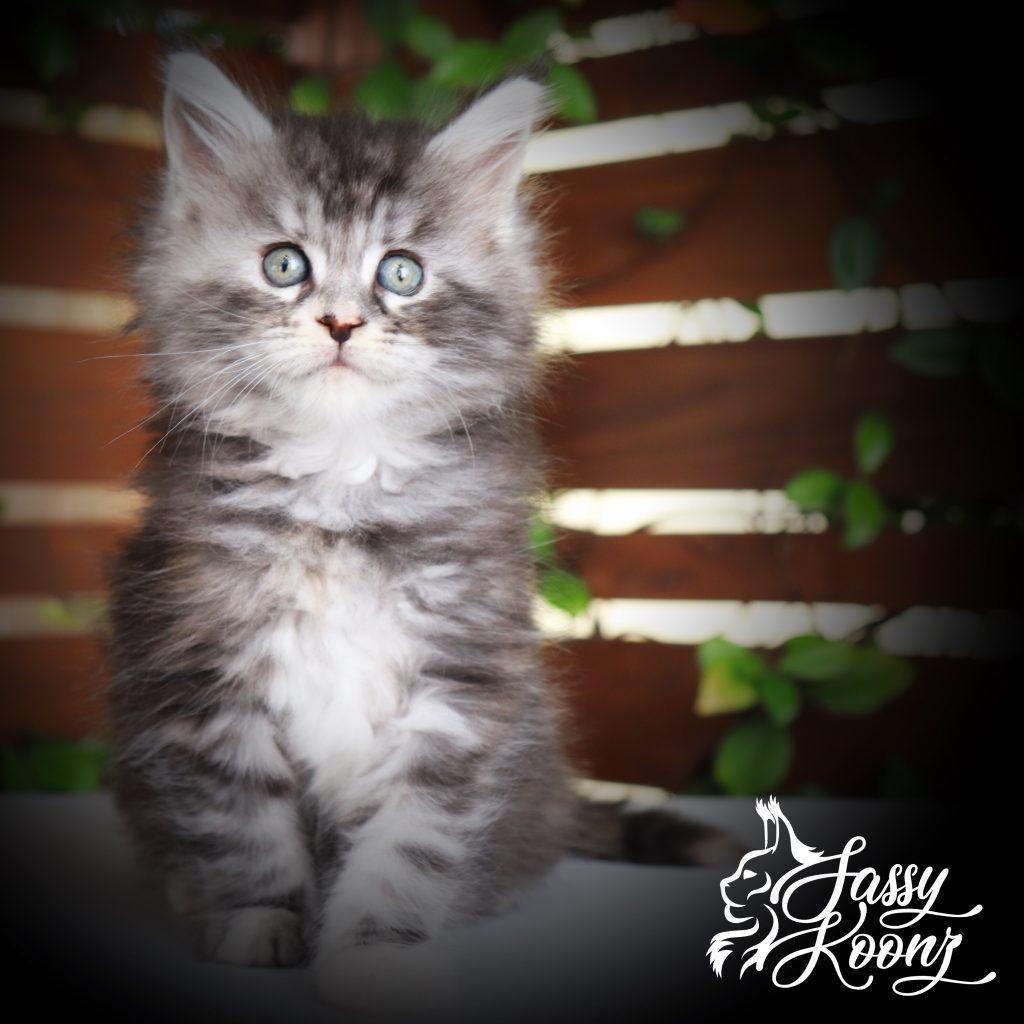 Crimson - 7 Weeks Old ⋆ Sassy Koonz Maine Coon Cattery Maine coon kittens Georgia