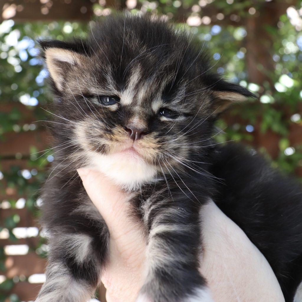 Joan - 19 Days Old ⋆ Sassy Koonz Maine Coon Cattery Maine Coons Florida